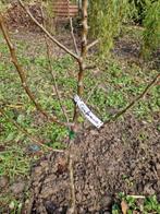 Perenbomen en Appelbomen Pruimenbomen, Ophalen, Lente, Volle zon, Appelboom