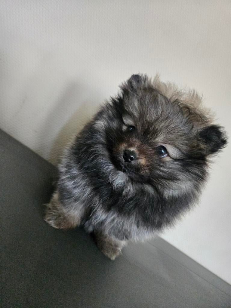 Pomeriaan Pup, Keeshond, 8 tot 15 weken, Teef, Eén hond