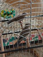 2  kleine zeer jonge Wit stuit Edelzangers 2025 + Picolet, Dieren en Toebehoren, Vogels | Overige Vogels, Geslacht onbekend, Tropenvogel