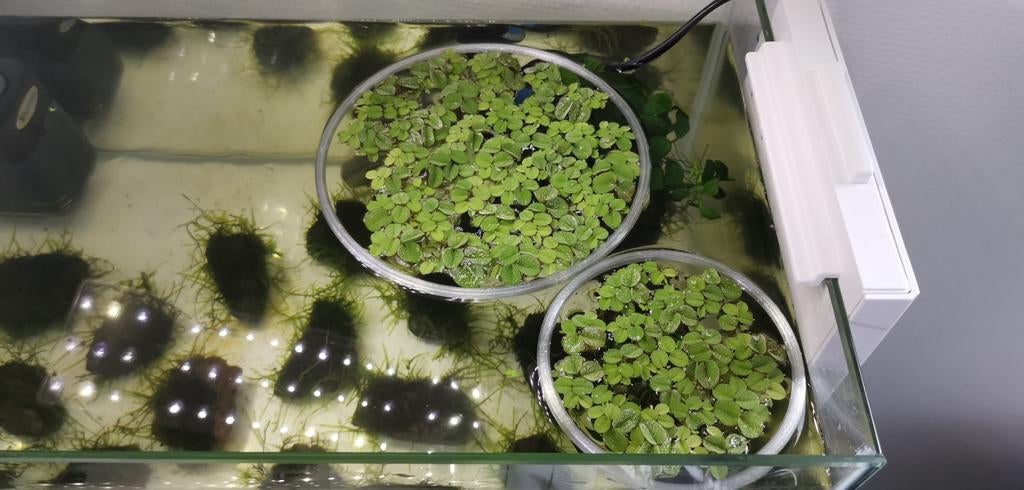 Salvinia minima, Riccia , vlotvaren aquarium drijf plantjes, Dieren en Toebehoren, Vissen | Aquaria en Toebehoren, Ophalen, Nieuw