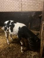 Belgisch blauwe kruisling stier, Dieren en Toebehoren, Mannelijk, 0 tot 2 jaar