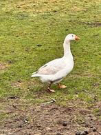 Gans - wit - 1 jaar - mannetje - gent, Dieren en Toebehoren, Mannelijk, Gans of Zwaan