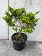 Pre Bonsai Hinoki Cipres Chamaecyparis obtusa Dwergcypres, Ophalen, Overige soorten, Volle zon