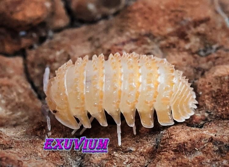 Cristarmadillidium muricatum pissebedden / isopods, Dieren en Toebehoren, Overige soorten
