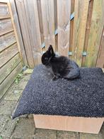 Kleurdwerg zwarte voedster, Dieren en Toebehoren, Vrouwelijk, Dwerg