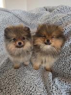 Pomeriaan Teefjes Pups, Keeshond, 8 tot 15 weken, Teef, Parvo