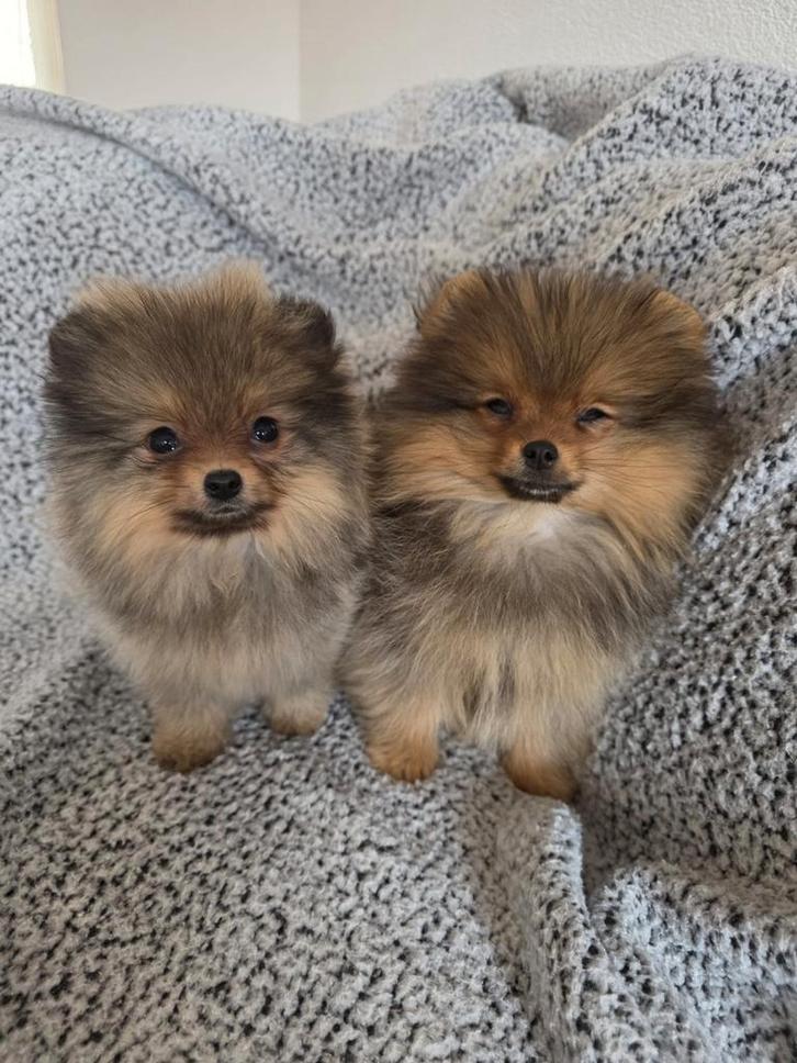 Pomeriaan Teefjes Pups, Dieren en Toebehoren, Honden | Poolhonden, Keeshonden en Oertypen, Teef, Keeshond, Particulier, Eén hond