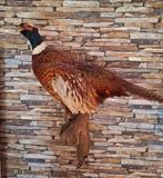 Bosfazant op tak, Ophalen, Beeldje of Figuurtje