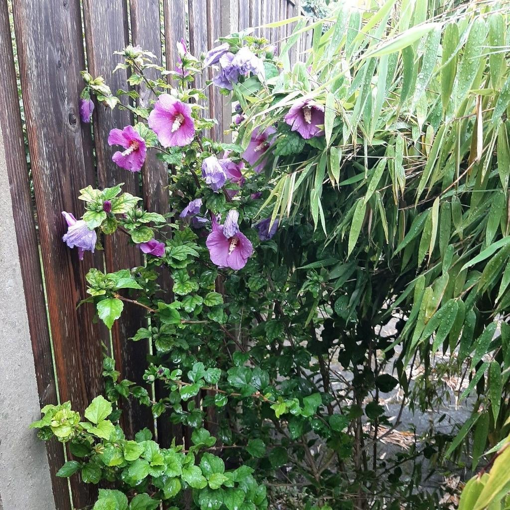 Hibiscus stekjes eigen kweek, Ophalen of Verzenden, Overige soorten, Volle zon