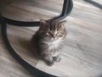 1 bruin grijs maincoonkitten, katertje., Dieren en Toebehoren, Katten en Kittens | Raskatten | Langhaar, Meerdere dieren, Ontwormd