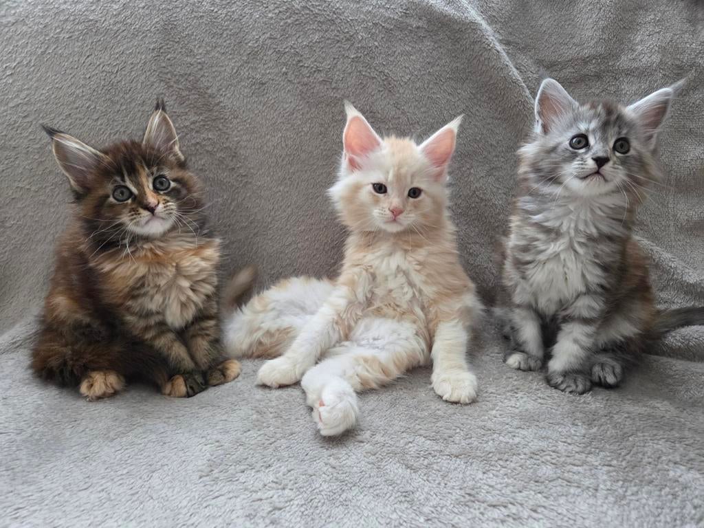 Prachtige Maine Coon Kittens, Meerdere dieren, Ontwormd, 0 tot 2 jaar