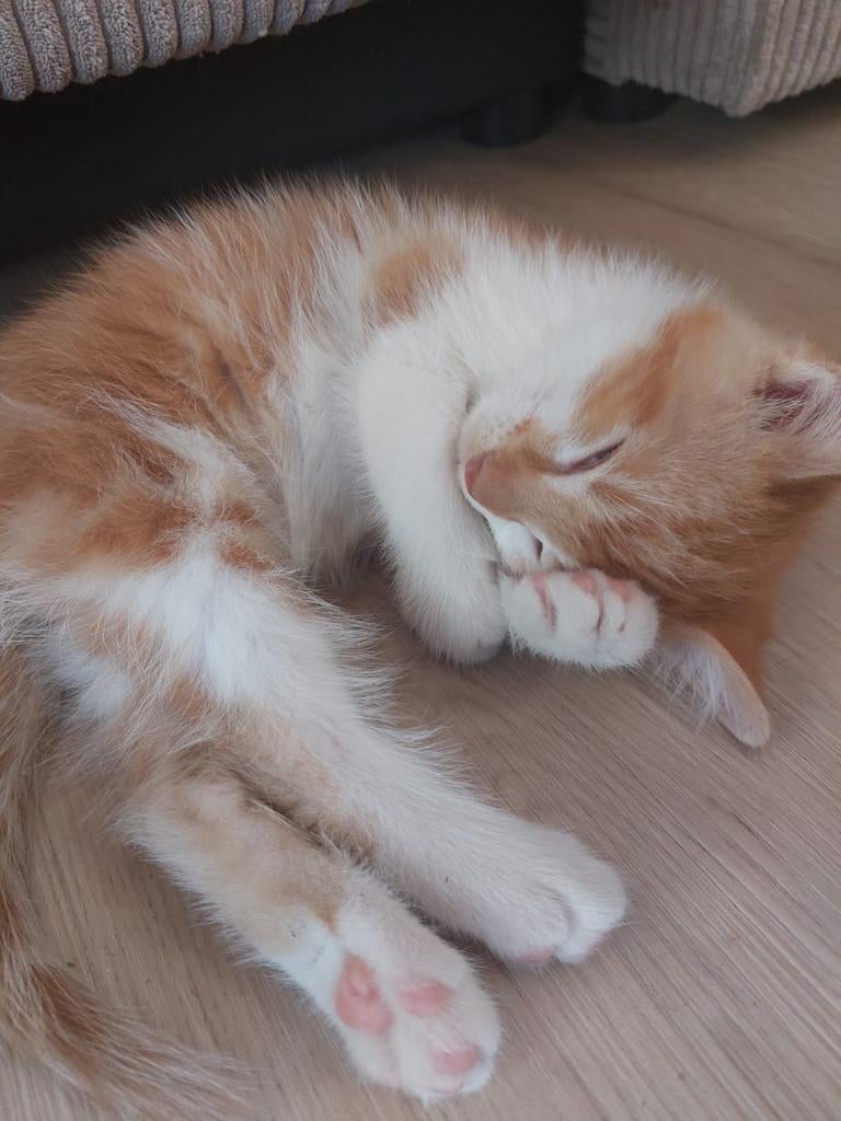 Nog 1 beschikbaar! Kittens noorse boskat x, Dieren en Toebehoren, Katten en Kittens | Raskatten | Langhaar, Meerdere dieren