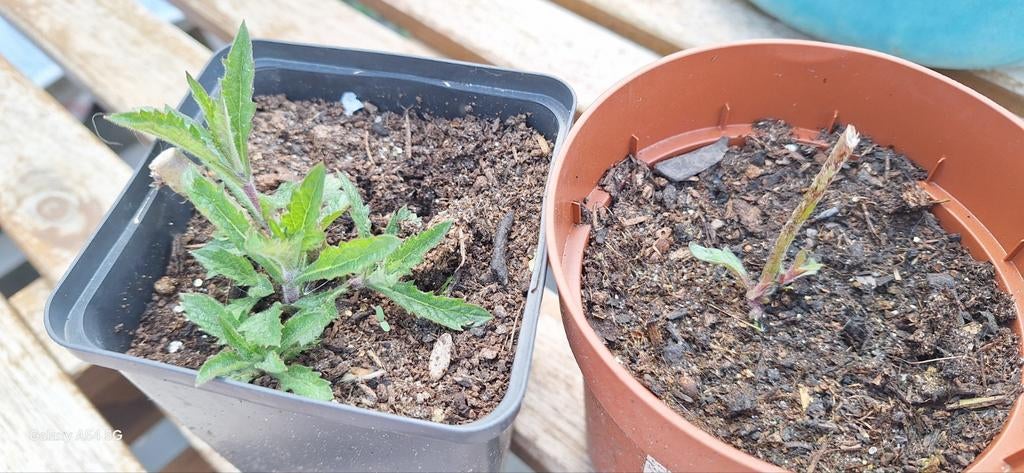 Verbena planten, Volle zon, Vaste plant, Zomer, Ophalen