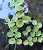 Drijfplant salvinia minima, Ophalen of Verzenden, Nieuw, Plant(en), Steen of Hout