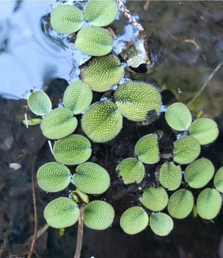 Drijfplant salvinia minima, Dieren en Toebehoren, Vissen | Aquaria en Toebehoren, Nieuw, Plant(en), Steen of Hout, Ophalen of Verzenden