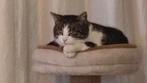 Twee lieve katten..., Dieren en Toebehoren, Kater, Kortharig, 3 tot 5 jaar