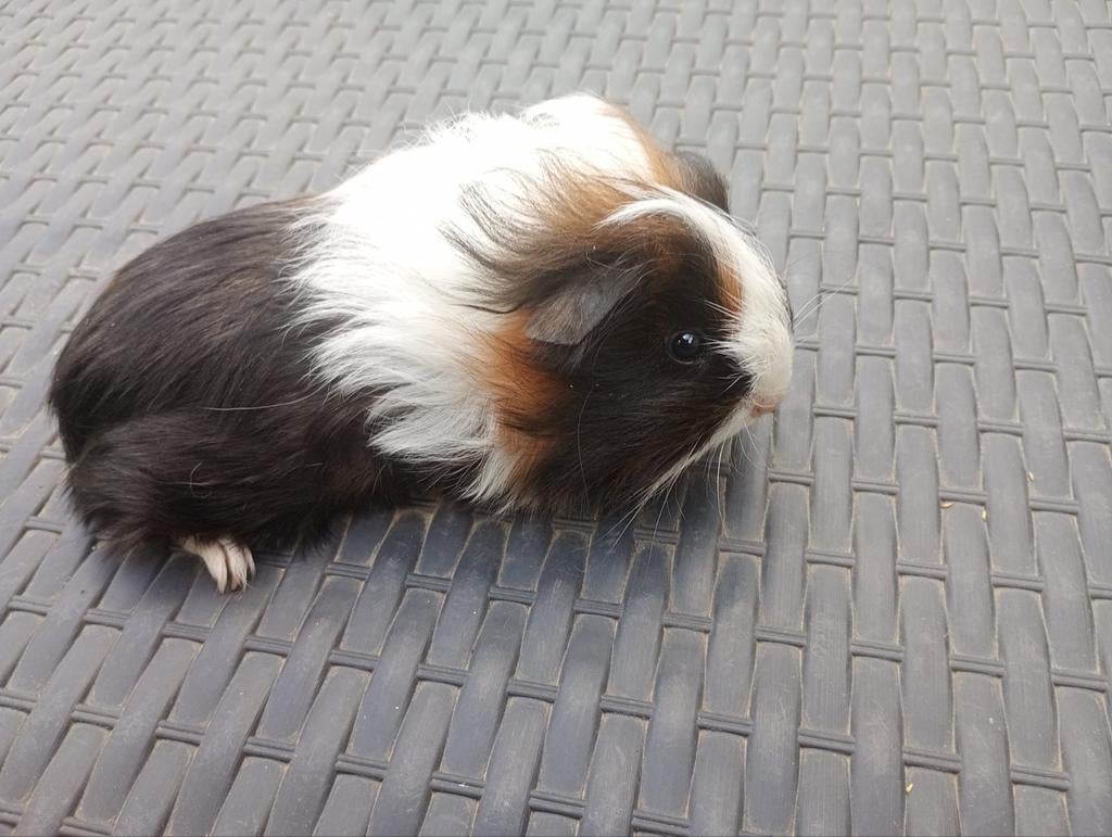Diverse sheltie cavias jong en oud. Beren en zeugjes., Dieren en Toebehoren, Cavia, Februari, Meerdere dieren, Tam