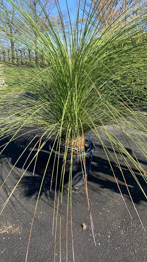Dassylirion Longissimum, Tuin en Terras, Volle zon, Vaste plant, Zomer, Ophalen