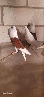 Sier duiven ., Dieren en Toebehoren, Meerdere dieren, Overige soorten