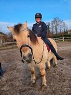 Verzorgpaard/pony gezocht. Verzorger aangeboden., Ophalen