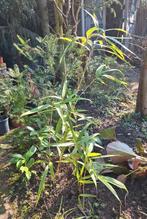 3 x mooie bamboe - per stuk €2,50, Ophalen, Bamboe