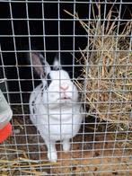 Rex, Vrouwelijk, Middelgroot, 0 tot 2 jaar