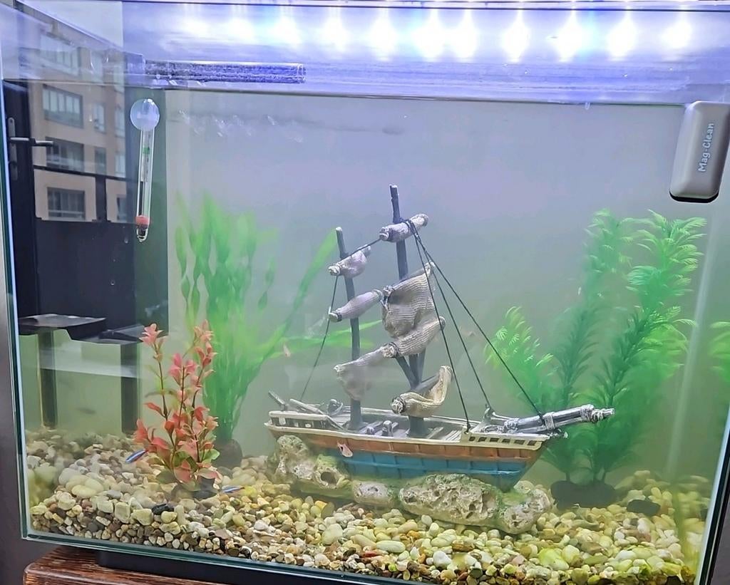 Aquarium zeilschip, Ophalen, Gebruikt, Gevuld zoetwateraquarium