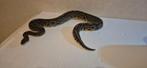 Dringend. Deze slangen moet men zo snel mogelijk weg. €350, Dieren en Toebehoren, Reptielen en Amfibieën, Slang, Tam, 3 tot 6 jaar