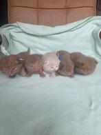 Zeldzame BritsKorthaar cinnamon kittens tekoop met stamboom, Dieren en Toebehoren, Katten en Kittens | Raskatten | Korthaar, Meerdere dieren
