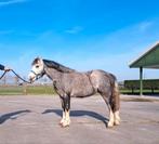 2 jarige A Welsh pony ruin, Dieren en Toebehoren, Paarden, Minder dan 160 cm, Met stamboom, Ruin, 0 tot 2 jaar