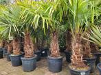 Trachycarpus fortunei palmbomen te koop vanaf 69€, Ophalen