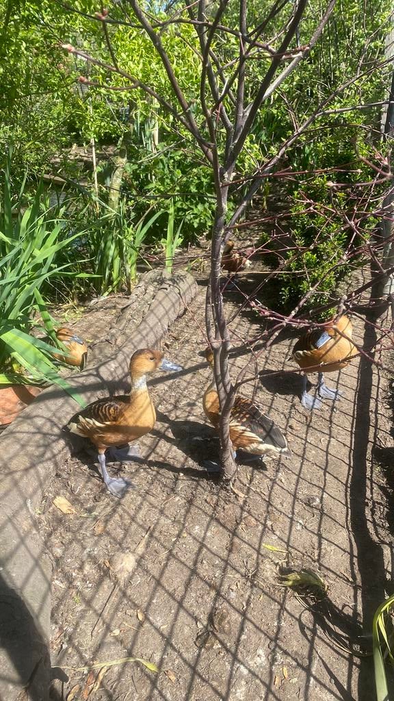 Broedeieren gele boomeenden /fluiteenden siereenden