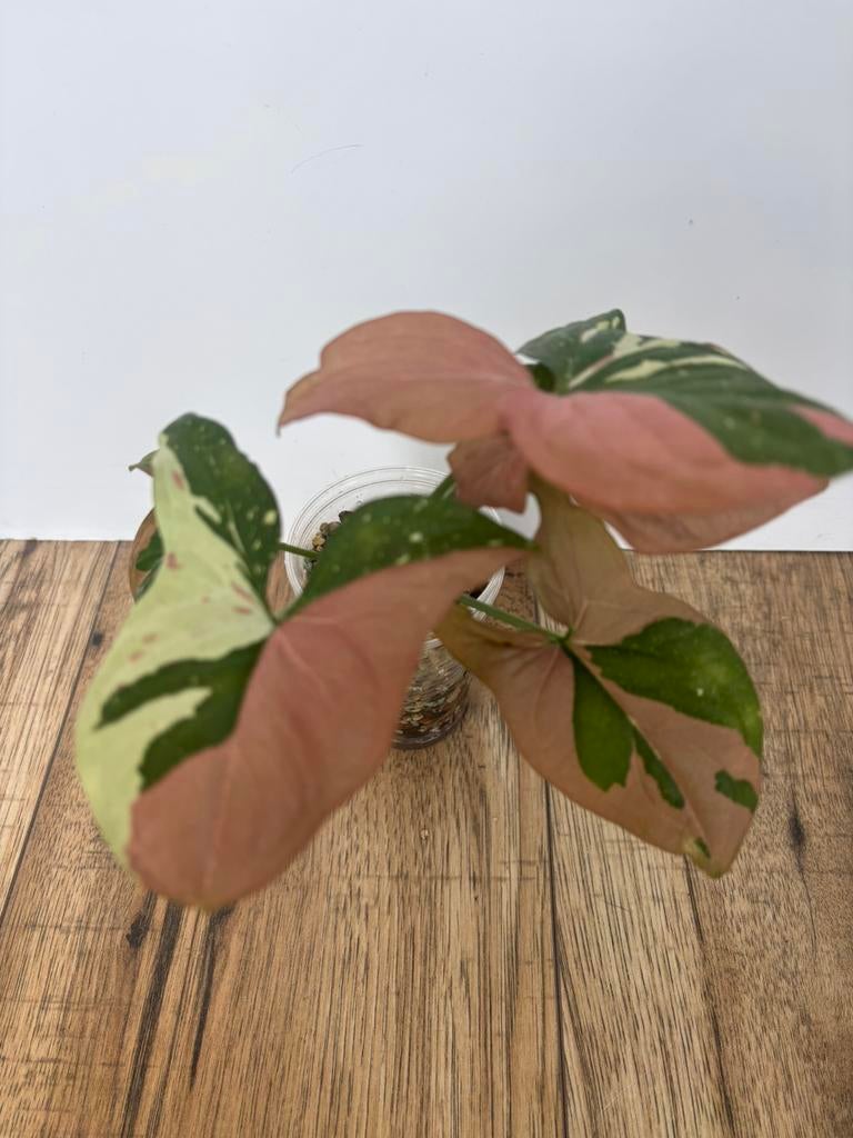 Syngonium red spot tricolor, Ophalen of Verzenden, Halfschaduw, Minder dan 100 cm