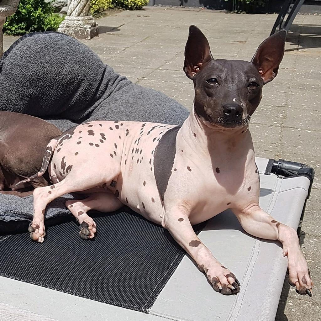 Gezocht: rustige haven voor onze trouwe Clara (AHT), Parvo, 6 jaar of ouder, Overige rassen, Teef