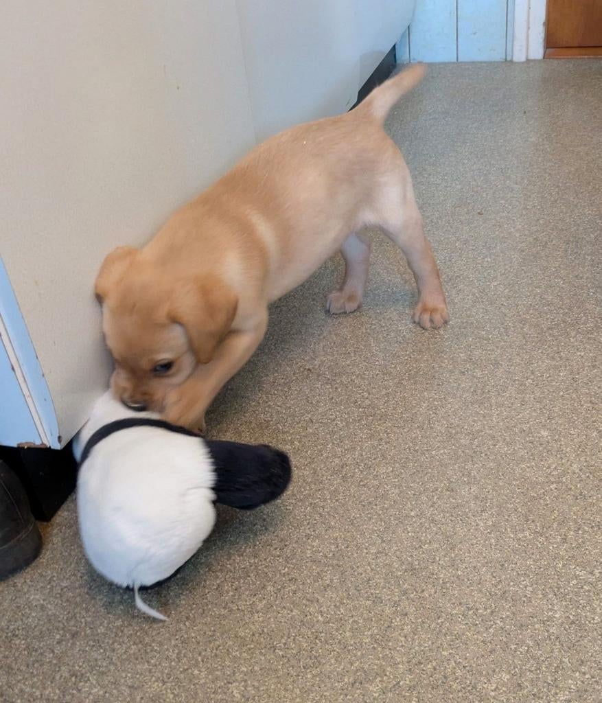 Labrador teefje pup RETRIEVER BLOND, Dieren en Toebehoren, Parvo, 8 tot 15 weken, Teef, Labrador retriever