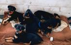 Te koop 6  Rottweiler x Grote Zwitserse Sennen puppy s, 8 tot 15 weken, Meerdere, Nederland, Particulier