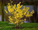 Te koop: jonge forsythia plantjes, biologisch, Vaste plant, Halfschaduw, Lente, Ophalen
