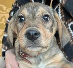 BENTO, AANHANKELIJK, MENSGERICHTE, PUP, REUTJE, MIDDELMAAT, Particulier, 15 weken tot 1 jaar, Reu, Buitenland