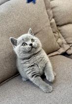 Lief Brits Korthaar Blauw Katerkitten Beschikbaar, Meerdere dieren, Ontwormd