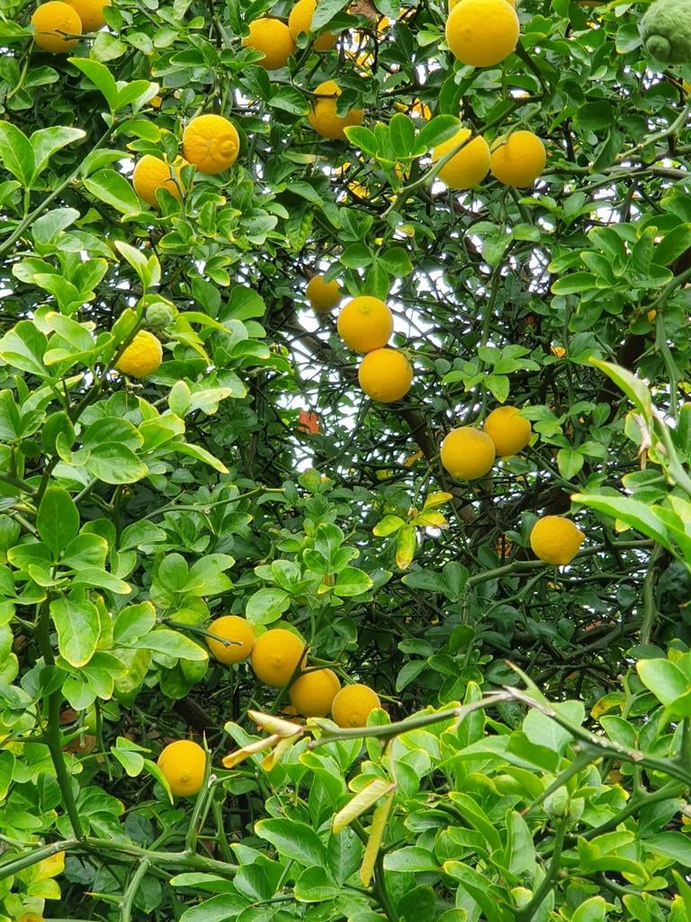 Poncirus Trifoliata / winterharde citroen ‼️‼️, Lente, 250 tot 400 cm, Ophalen, Volle zon