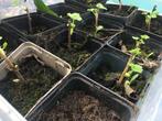 Jostabes stekjes Jonge Ribes x nidigrolaria onbespoten stek, Volle zon, Vaste plant, Verzenden, Fruitplanten