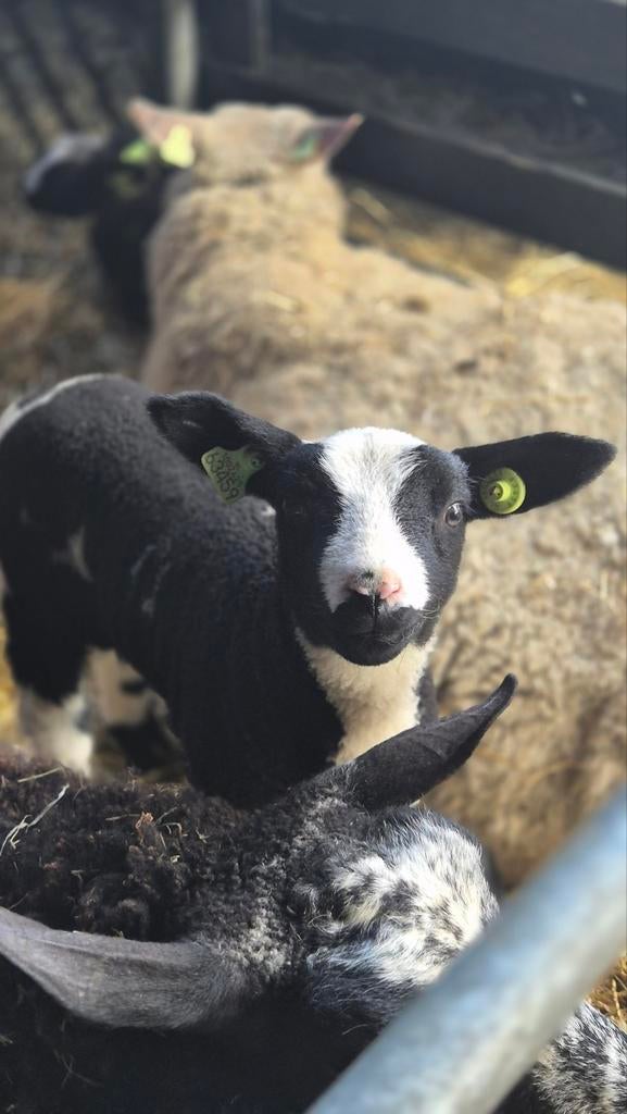 Bonte ram, Dieren en Toebehoren, Mannelijk, Schaap, 0 tot 2 jaar