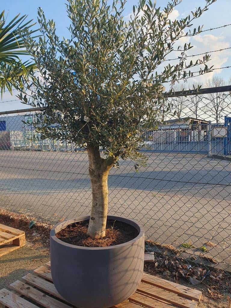 Olijfboom in een deco pot, 100 tot 250 cm, Olijfboom, Zomer, Ophalen