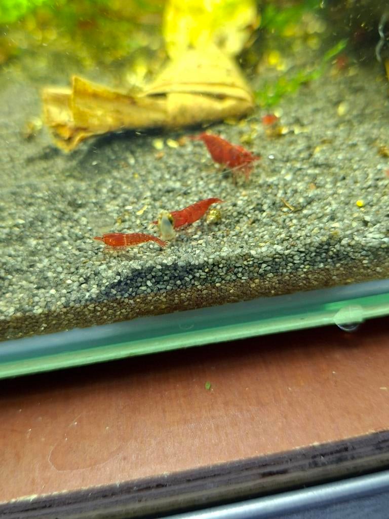 Verschillende kleuren garnalen voor uw aquarium, Kreeft, Krab of Garnaal, Zoetwatervis, Schoolvis