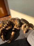 Lieve kater van 11 jaar oud, Kater, Ingeënt, 6 jaar of ouder