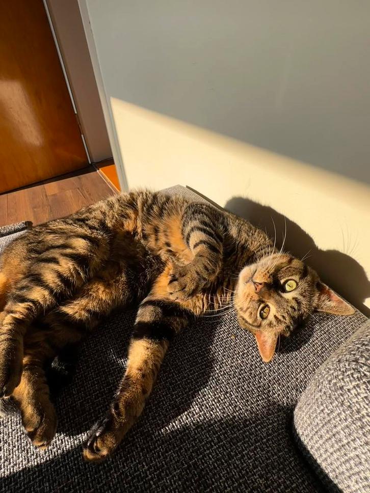 Lieve kater van 11 jaar oud, Dieren en Toebehoren, Katten en Kittens | Raskatten | Korthaar, Kater, 6 jaar of ouder, Ingeënt