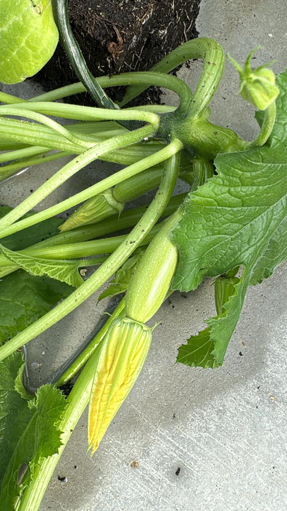 geënte Groenteplanten: Paprika, Tomaat, Courgette, komkommer, Ophalen, Eenjarig, Groenteplanten, Volle zon