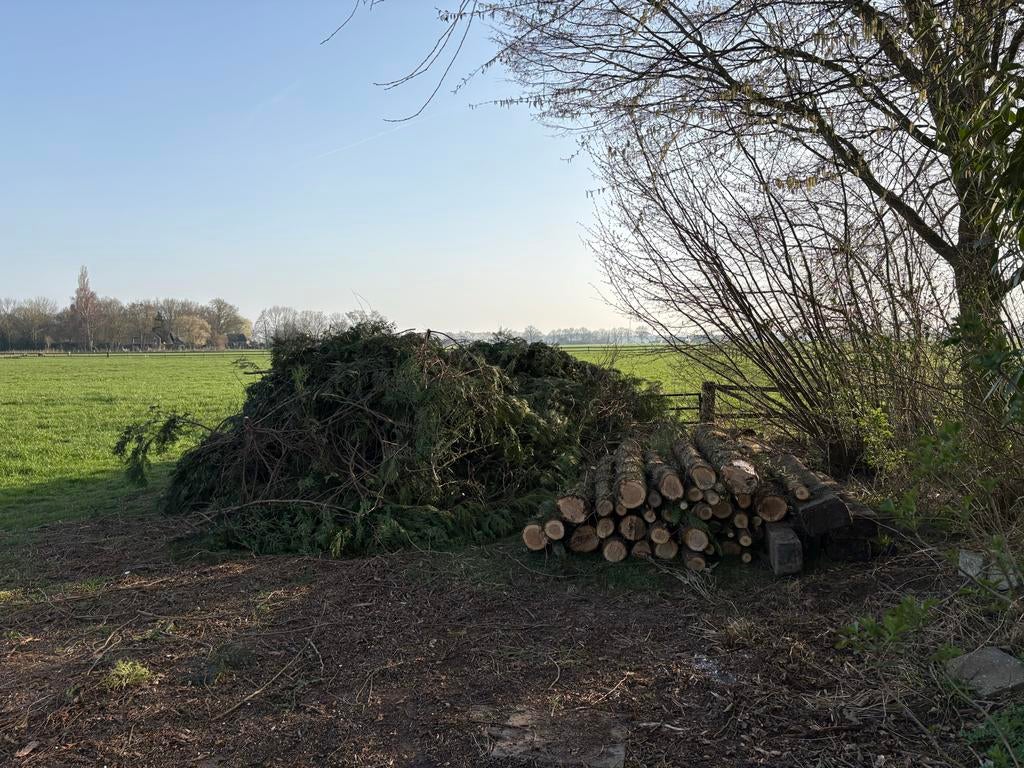 Gratis Coniferenhout: Stammen en Takken, Tuin en Terras, 3 tot 6 m³, Ophalen, Overige houtsoorten, Stammen