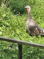 2 koppels kalkoenen, Dieren en Toebehoren, Pluimvee, Meerdere dieren, Kalkoen