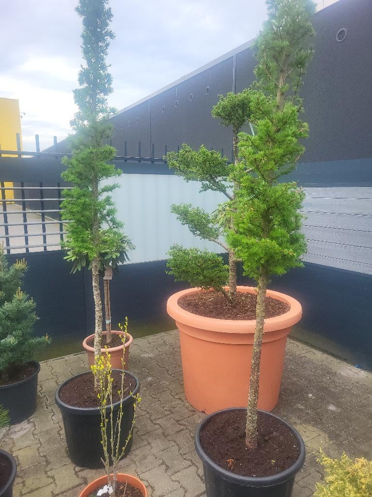 Larix kaempferi op stam, Tuin en Terras, Planten | Bomen, Bloeit niet, Overige soorten, 100 tot 250 cm, Ophalen